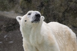 Bronx Zoo’s Polar Bear Euthanized Due to Medical Conditions Associated with Old Age